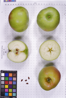 Click for 3 image(s) for this accession.